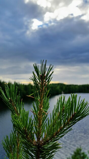 Close-up of pine tree by lake against sky