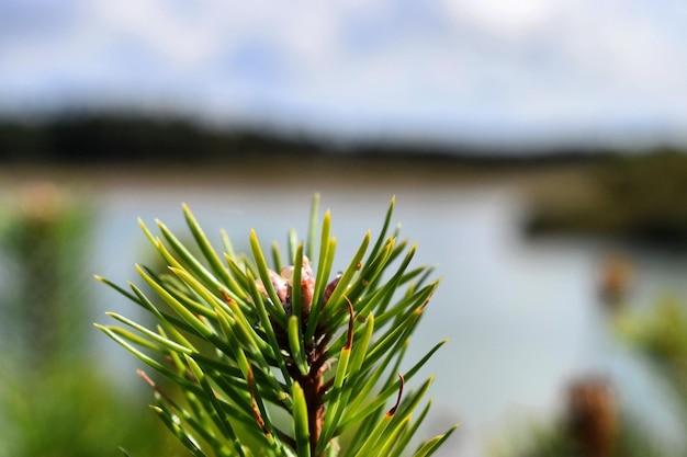Close-up of pine tree by lake
