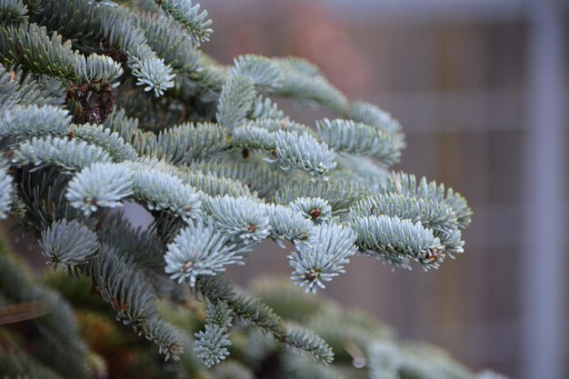 Close-up of pine tree during winter