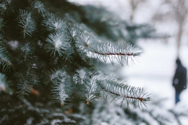 Foto prossimo piano di un pino in inverno