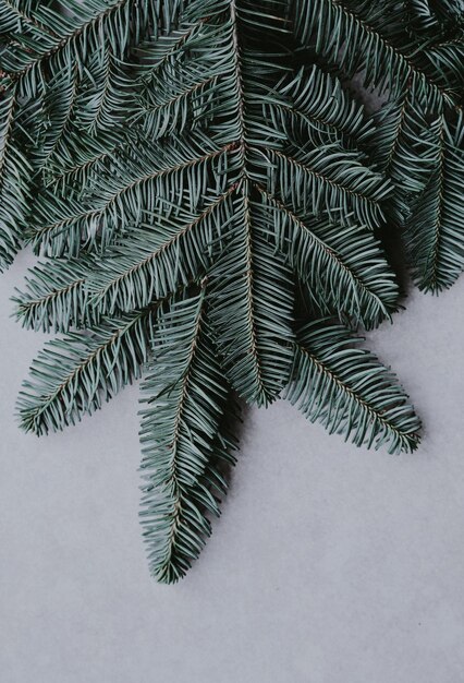 Foto prossimo piano di un pino in inverno