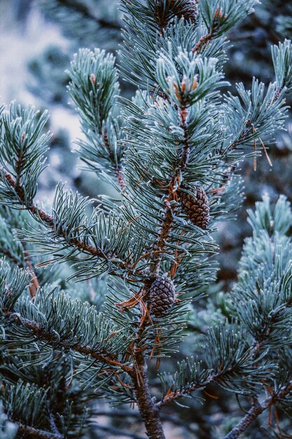 Photo close-up of pine tree during winter