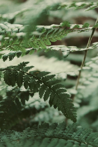 Foto prossimo piano di un pino in inverno