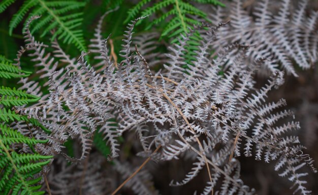 Close-up of pine tree during winter