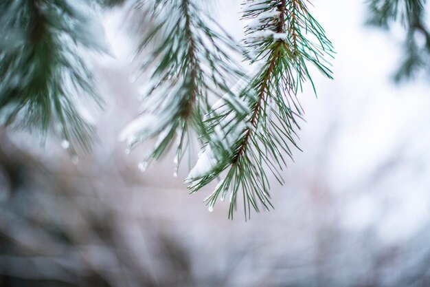 Close-up of pine tree during winter