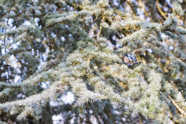 Close-up of pine tree during winter