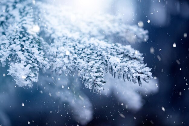 Photo close-up of pine tree during winter