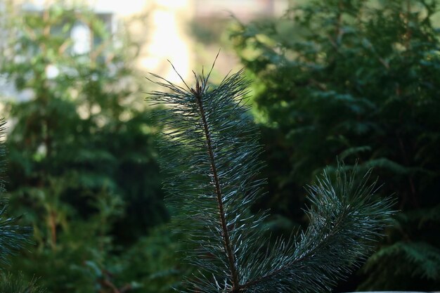 Photo close-up of pine tree on field