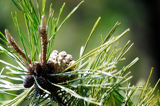 Close-up of pine tree in field