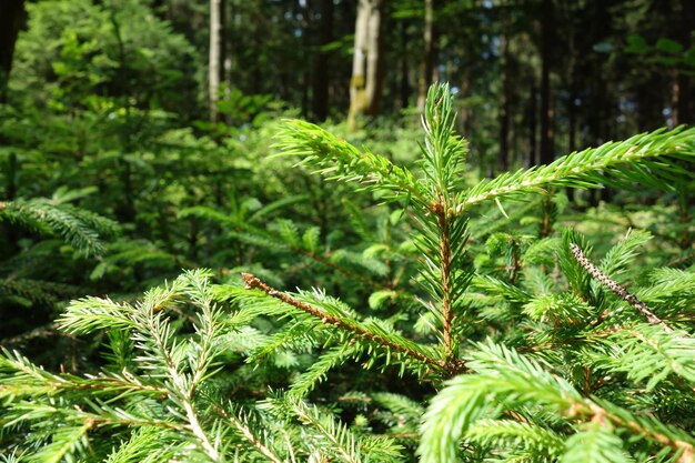 Close-up of pine tree in forest