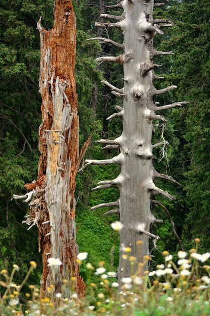 Photo close-up of pine tree in forest