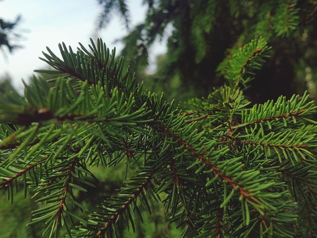 Close-up of pine tree leaves