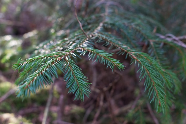 Close-up of pine tree leaves