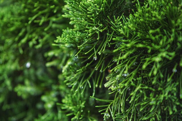 Close-up of pine tree leaves