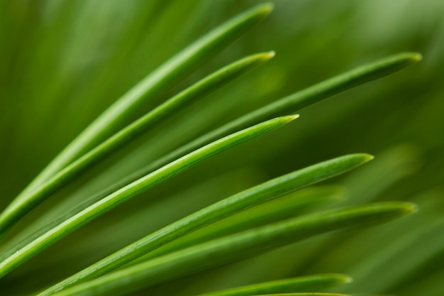 Photo close-up pine tree leaves