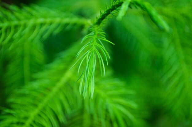 Photo close-up of pine tree needles