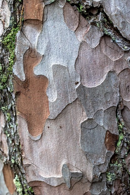 Close up of pine tree skin texture macro