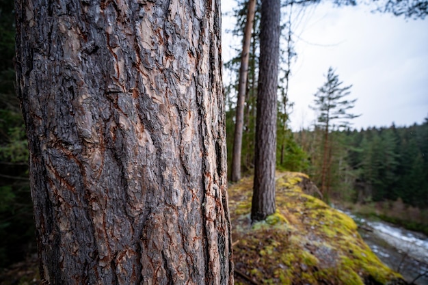 Close up of a pine tree trunk in a forest