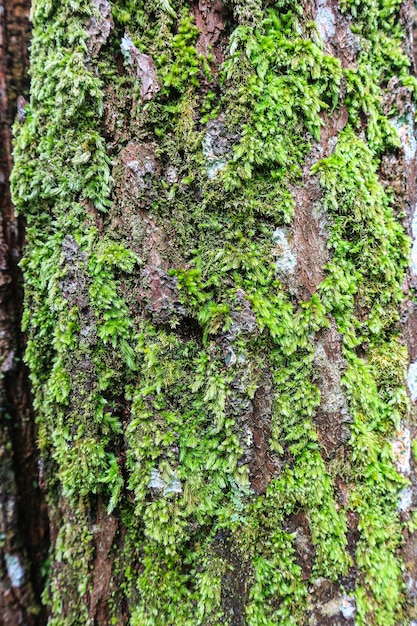 Close up of a pine tree trunk in a forest