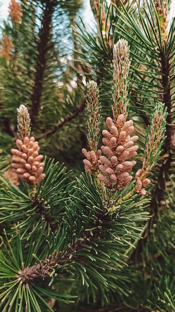 A close up of a pine tree with the branches showing the pine cones.