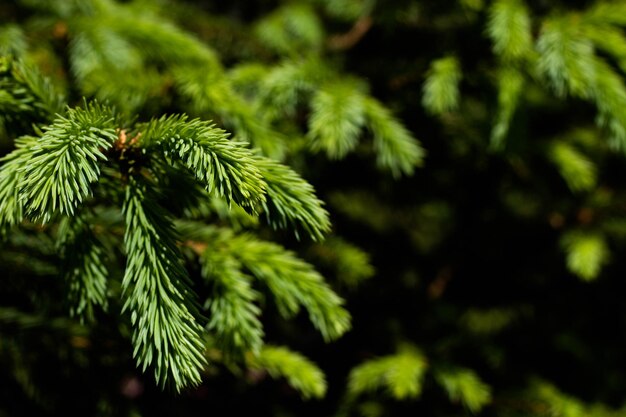 A close up of a pine tree with a green branch