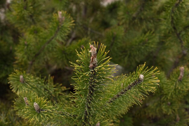 A close up of a pine tree with a green branch