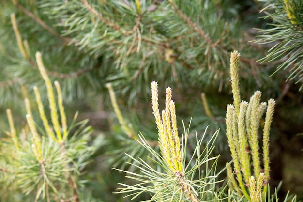 A close up of a pine tree with green needles and a blurry background