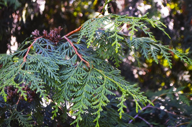 Photo close-up of pine tree with leaves