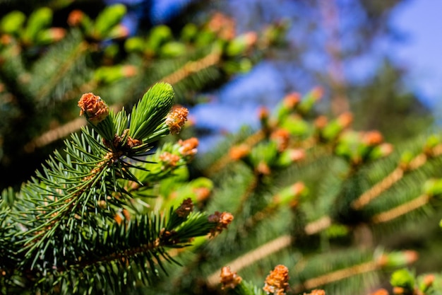 A close up of a pine tree with the tops of the branches and the blue sky in the background.