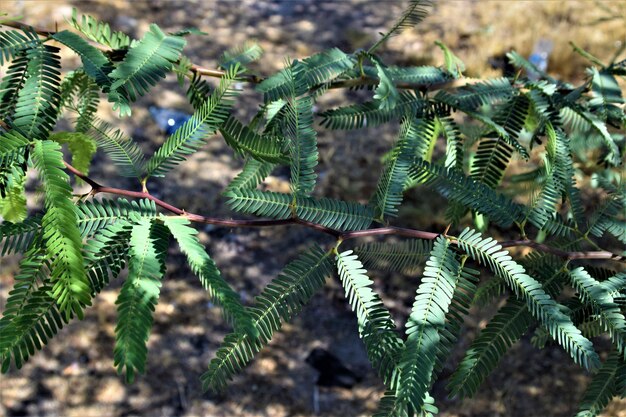 Photo close-up of pine tree