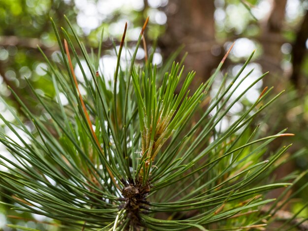 Close-up of pine tree