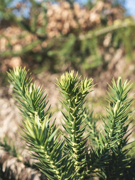 Photo close-up of pine tree