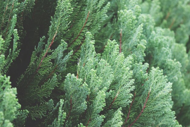 Photo close-up of pine tree