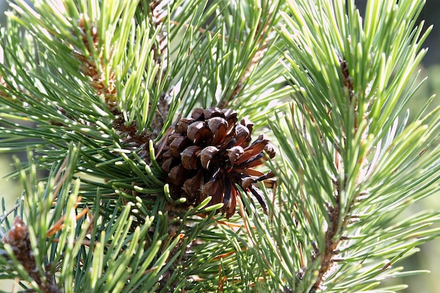 Photo close-up of pine tree