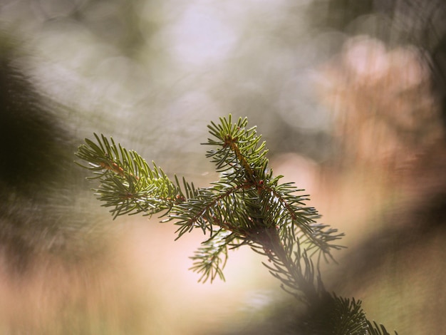 Photo close-up of pine tree