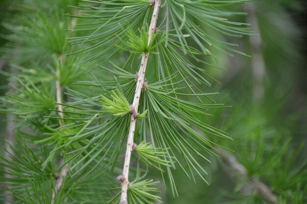 Photo close-up of pine tree