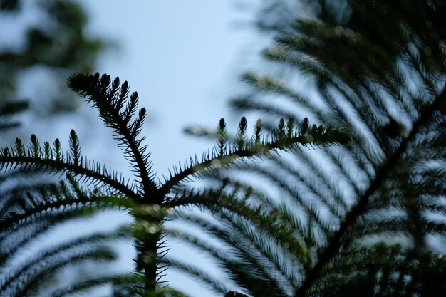 Photo close-up of pine tree