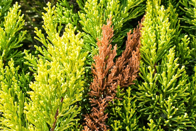 Photo close-up of pine tree