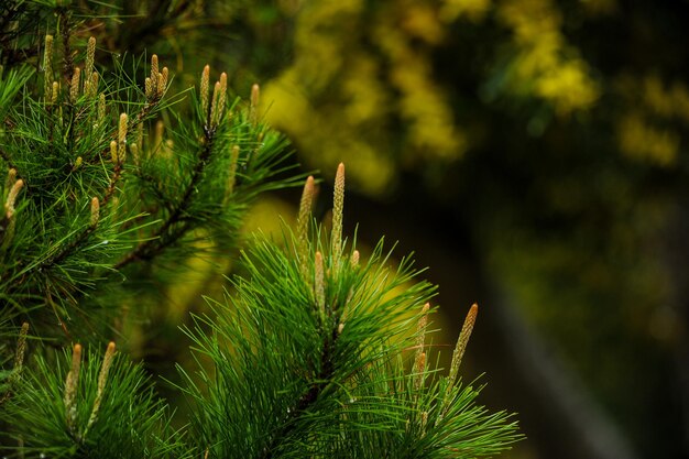 Photo close-up of pine tree