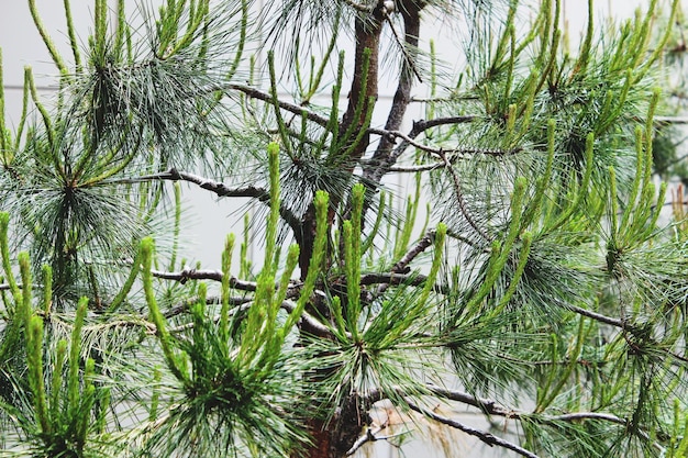 Photo close-up of pine tree