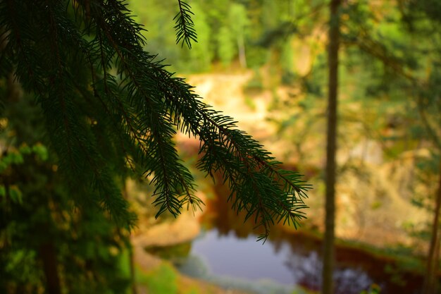 Foto prossimo piano di un pino