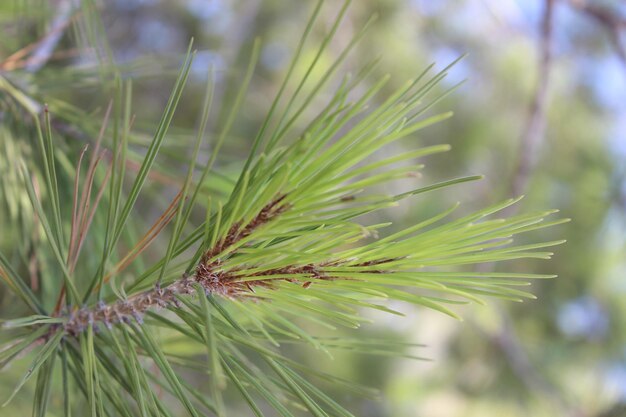 Photo close-up of pine tree