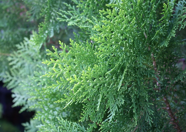 Photo close-up of pine tree
