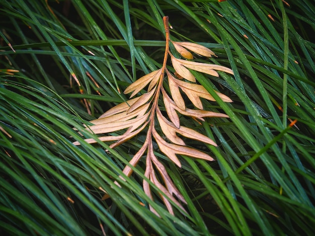 Photo close-up of pine tree