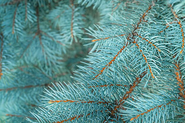 Photo close-up of pine tree