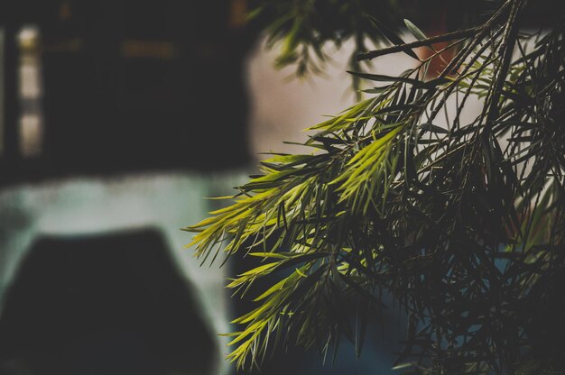 Photo close-up of pine tree