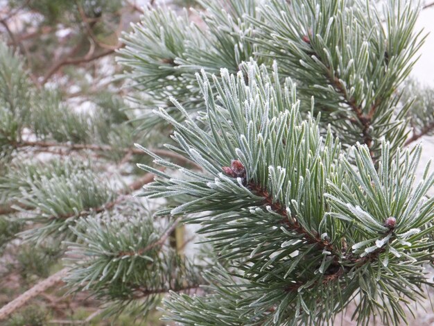 Close-up of pine tree