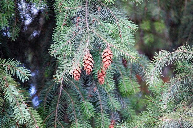 Close-up of pine tree