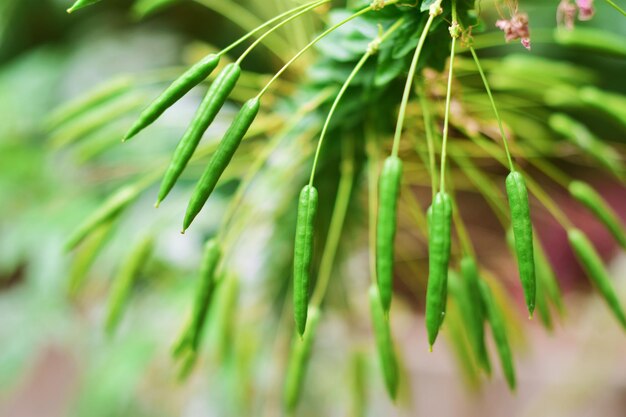 Close-up of pine tree