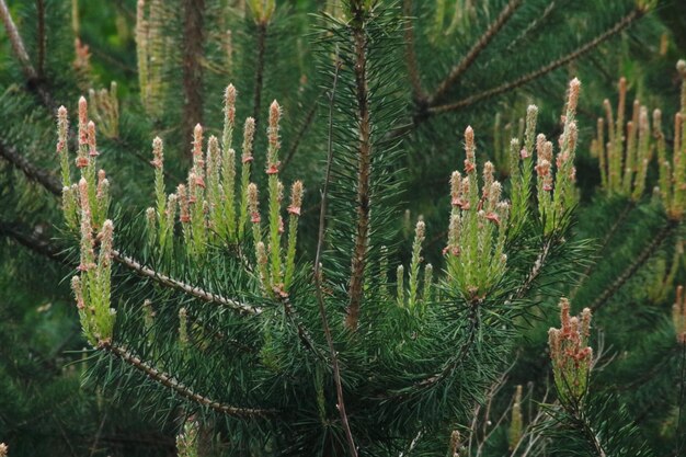 Photo close-up of pine tree